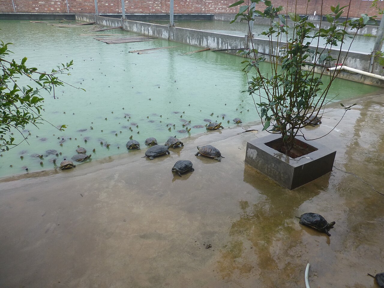 Turtle Farm (Granja de Tortugas)