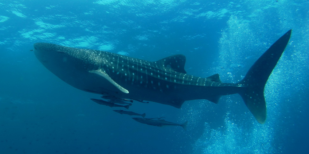 Whale Shark Encounters