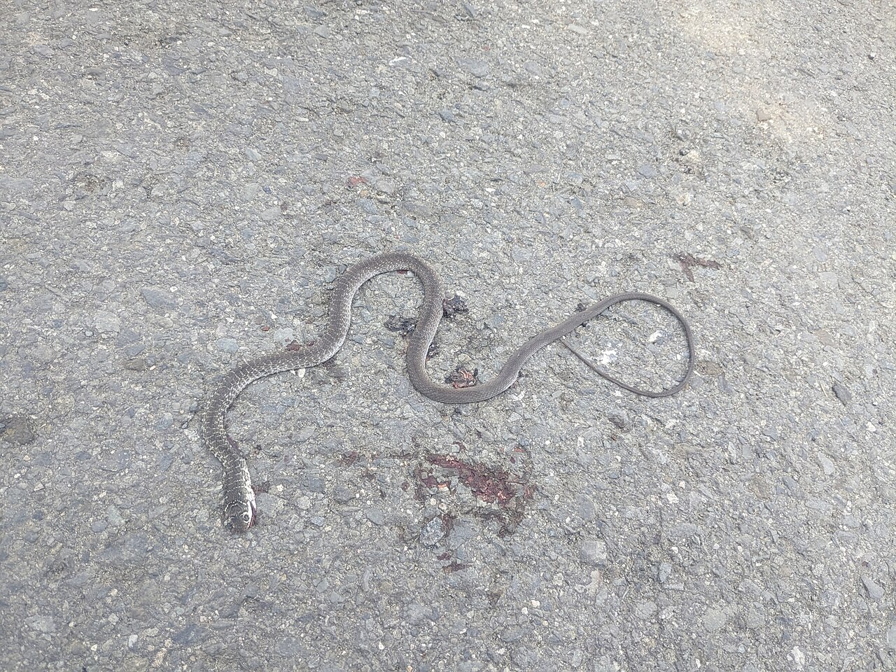 Golden Whip Stream